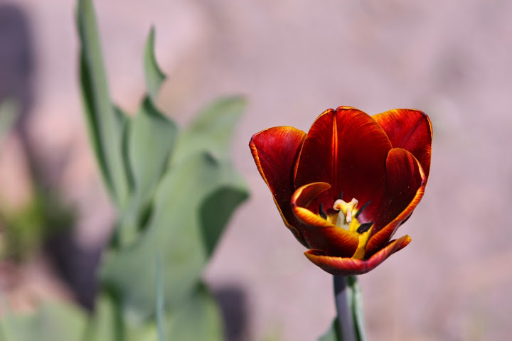 На Певческом поле досрочно закрыли выставку тюльпанов