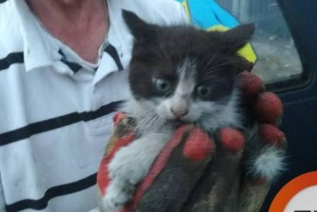 Киевлянин спас котенка, забравшегося в его автомобиль