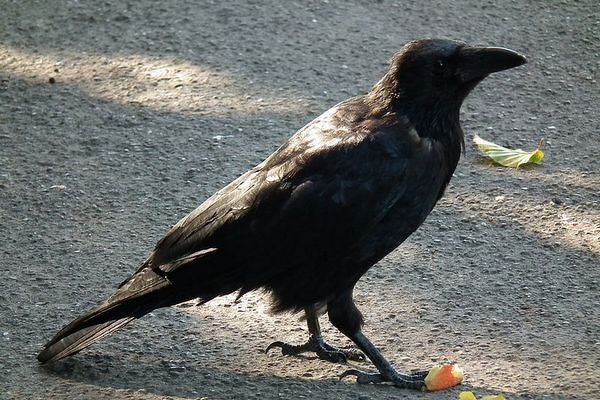 На Демеевке киевлянку атаковала ворона