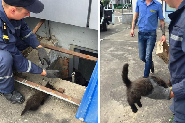 Спасатели вытащили двух котят из каменной ловушки