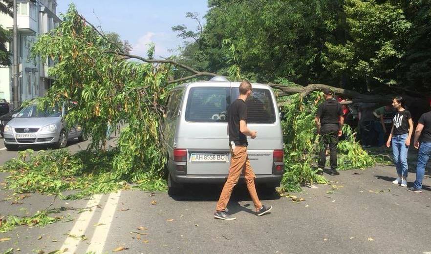 В правительственном квартале на машины рухнуло дерево