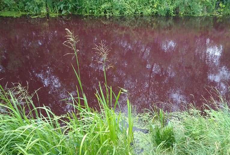 Озеро в Броварах окрасилось в ядовитый цвет (фото)