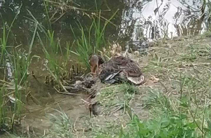 На киевском водоеме обнаружены мертвые утки