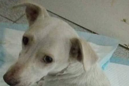 Избитая киевскими подростками собака – в тяжелом состоянии
