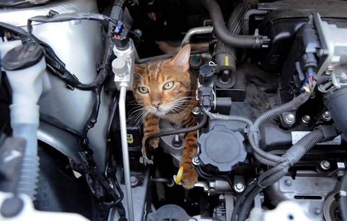 Водитель ездил по Киеву водитель с кошкой под капотом