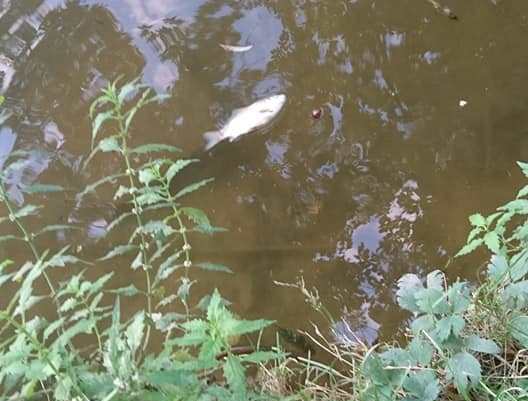 В озере на Голосеево гибнет рыба