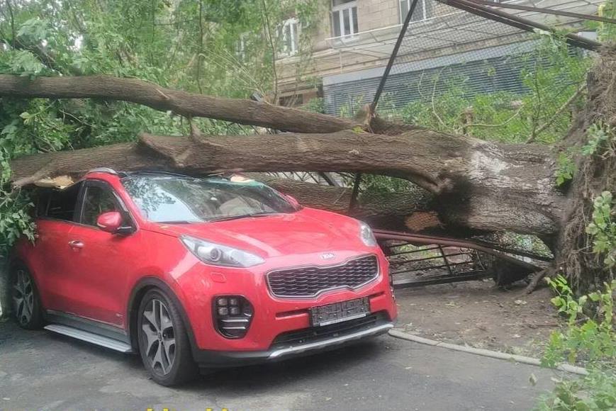 В центре Киева машины придавило рухнувшее дерево