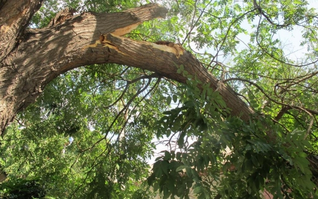В центре Киева машину придавило рухнувшее дерево
