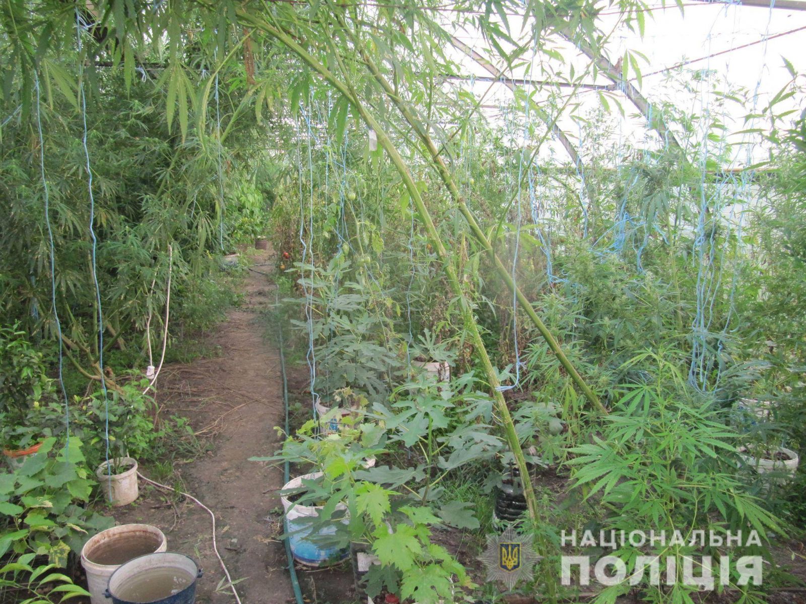 Под Киевом фермер прятал коноплю в зарослях помидоров
