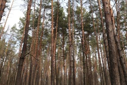 Лес на Теремках превратят в лаунж-зону