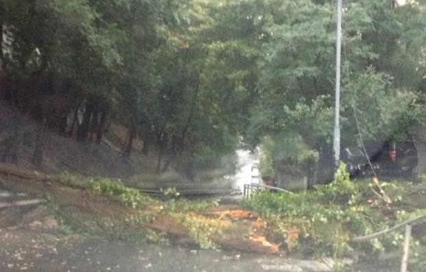 В центре Киева рухнуло огромное дерево (фото)