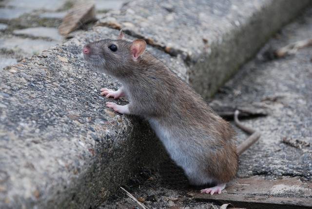 В Киеве по подъездам бегают гигантские крысы (фото)