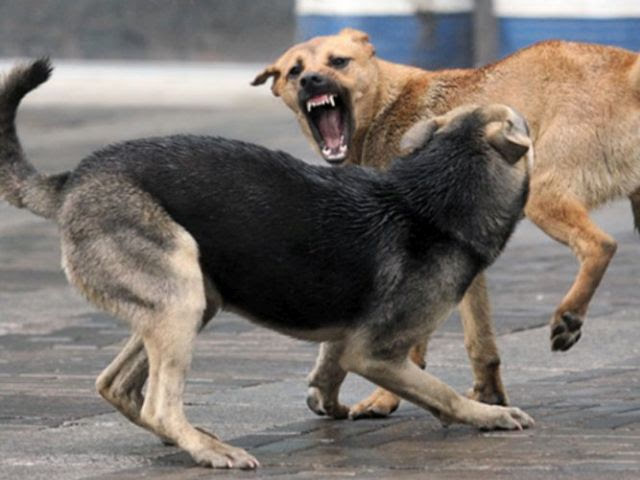 Под Киевом на людей нападают бродячие собаки