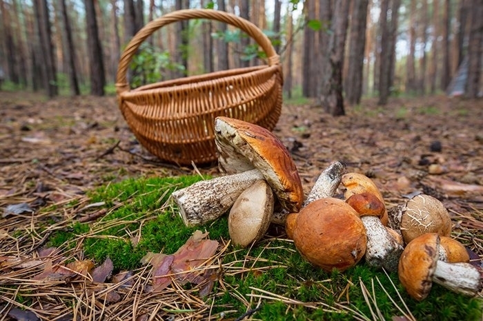 Под Киевом бабушка накормила внучку сомнительными грибами