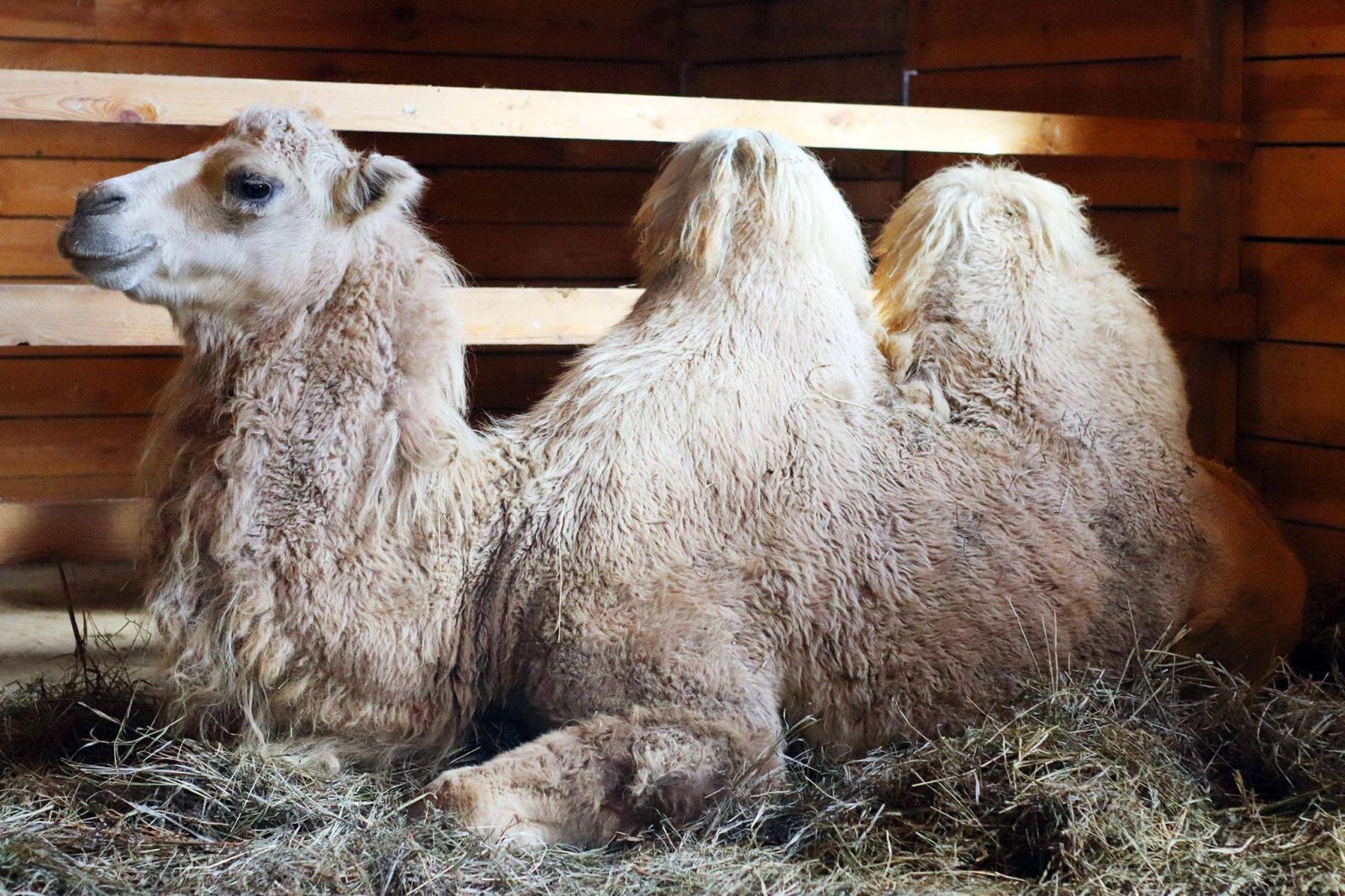 В зоопарк под Киевом привезли невесту для верблюда