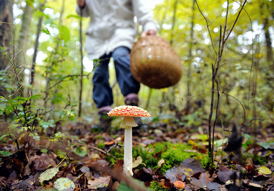 Под Киевом – очередное отравление грибами, состояние тяжелое