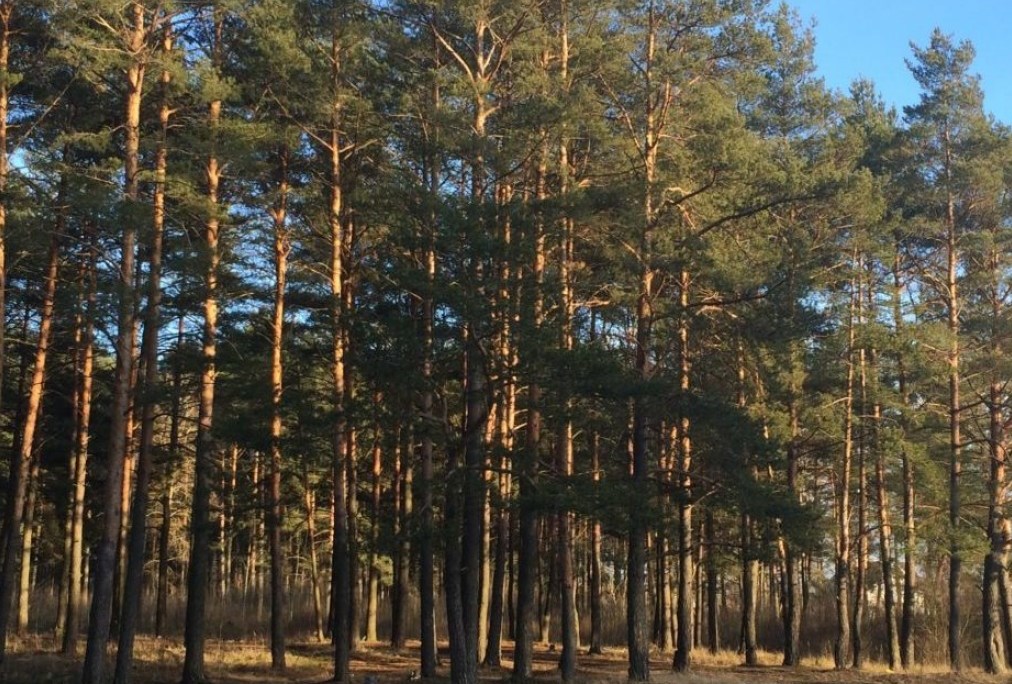 Киев, деревья, Лесной массив, петиция
