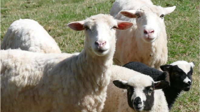 Киевляне требуют спасти умирающих овец