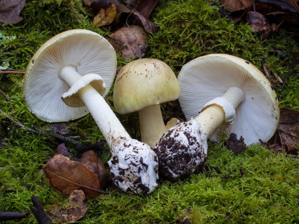 Под Киевом – очередное отравление грибами