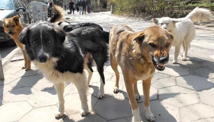 В Броварах людей атакуют бродячие собаки