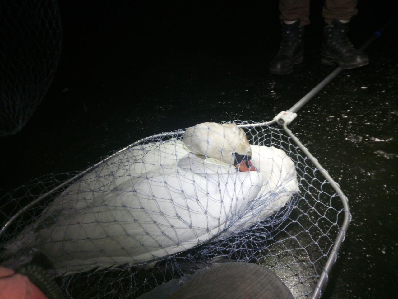 На озере под Киевом всю ночь спасали лебедя
