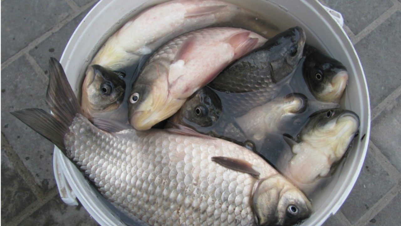 В Киеве на базарах продают опасную рыбу