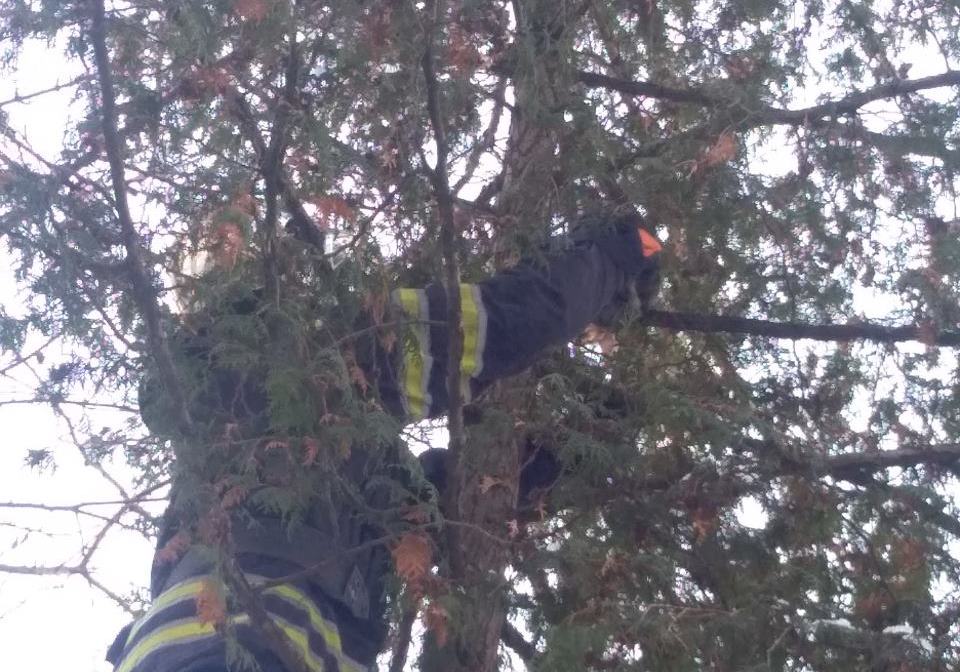Спасатели снимали с дерева кота