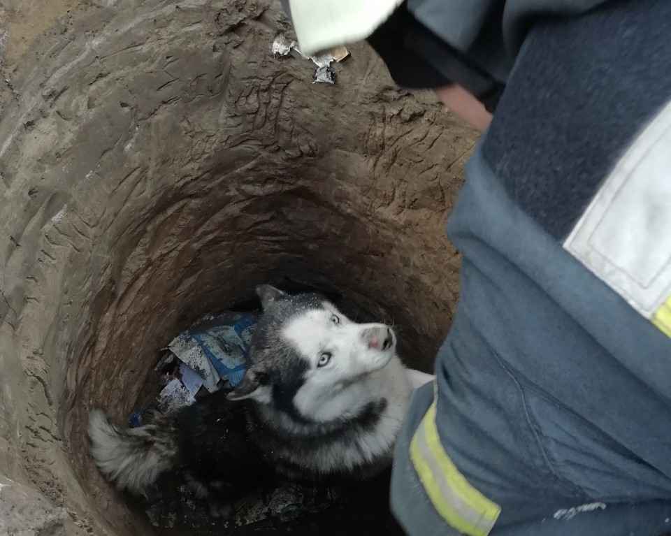 В Боярке за собакой спускались в канализацию