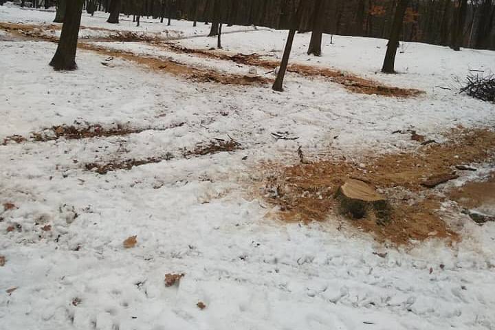В Голосеевском парке вырубили деревья