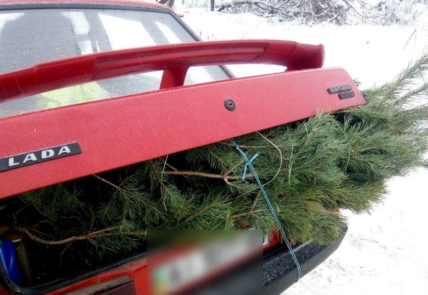 Под Киевом остановили набитую елками машину