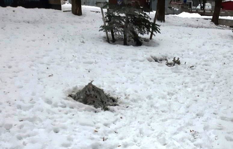 На Святошино уничтожают деревья