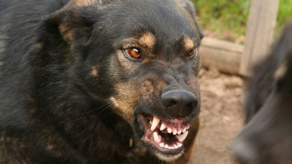 Под Киевом женщина стала жертвой бродячих собак