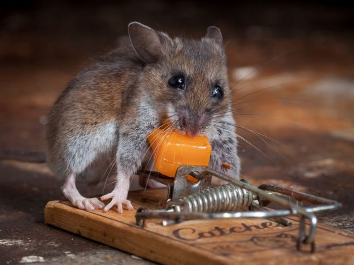 Жителей Теремков атакую мыши