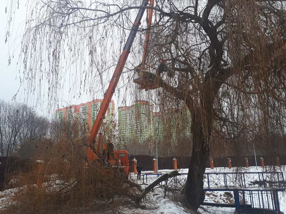В парке на Отрадном срезают деревья