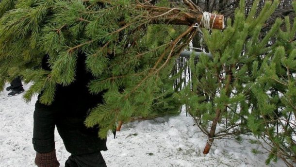 Утилизация елок в Киеве сорвана