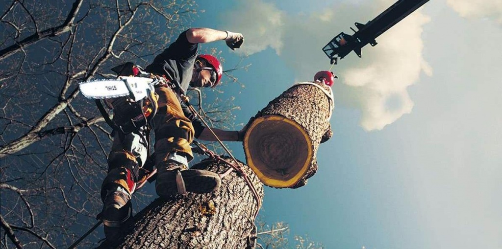 В Броварах – массовый снос деревьев