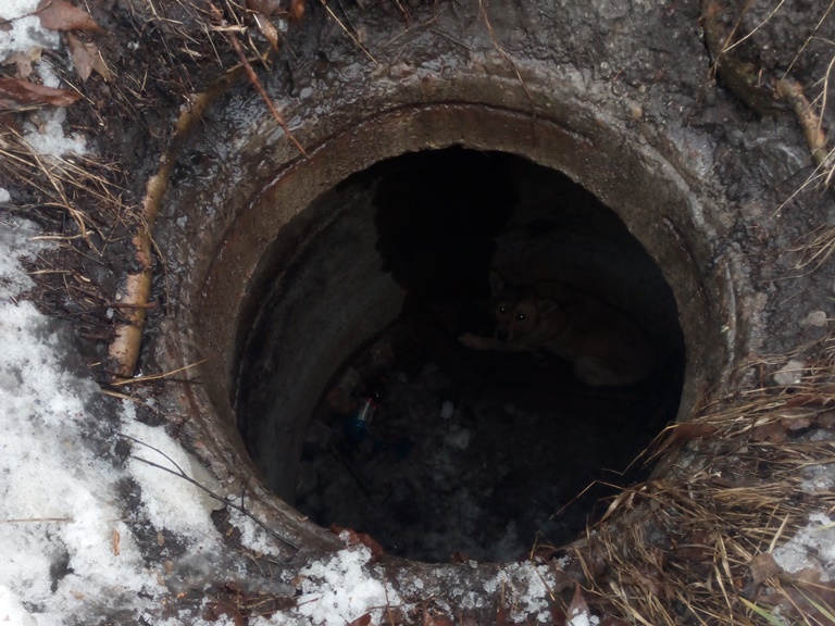 Под Киевом спасали упавшую в канализацию собаку