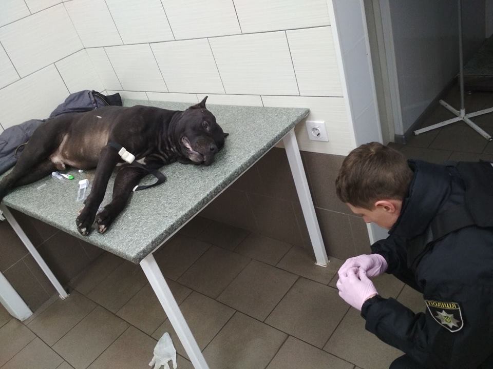 В Киеве полицейский расстрелял собаку бойцовской породы