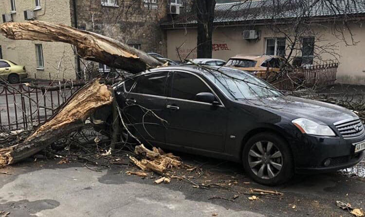 Дерево разбило элитный автомобиль