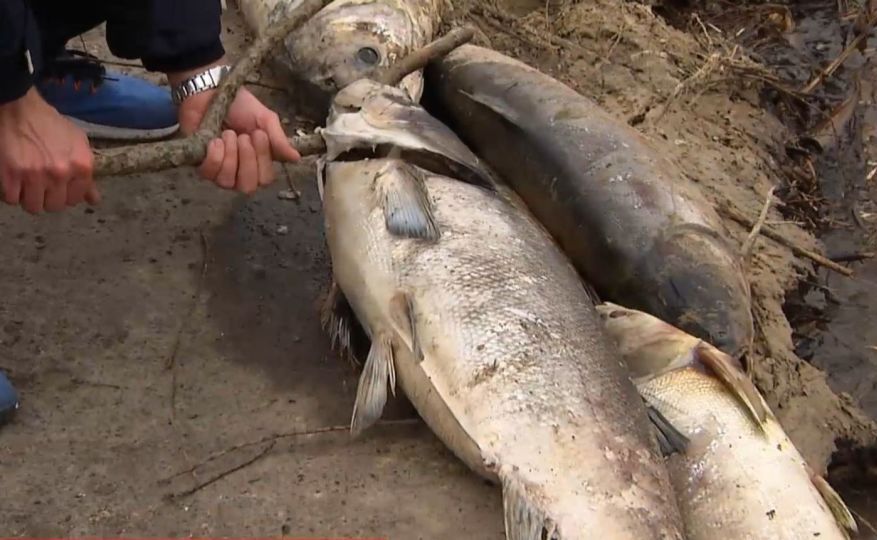 В озере на Русановке массово гибнет рыба
