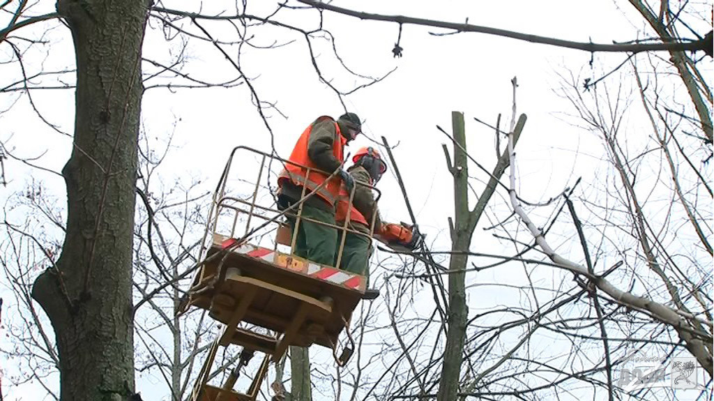 В Киеве пересчитают аварийные деревья
