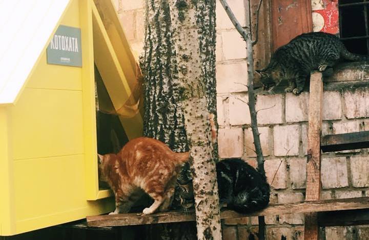Для бродячих котов в Киеве строят дома