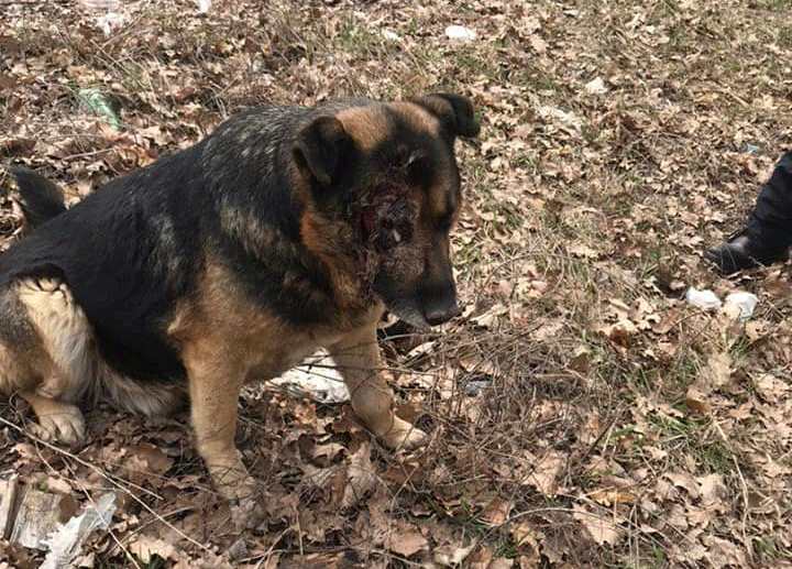 В Борисполе собаку бросили умирать на обочине дороги