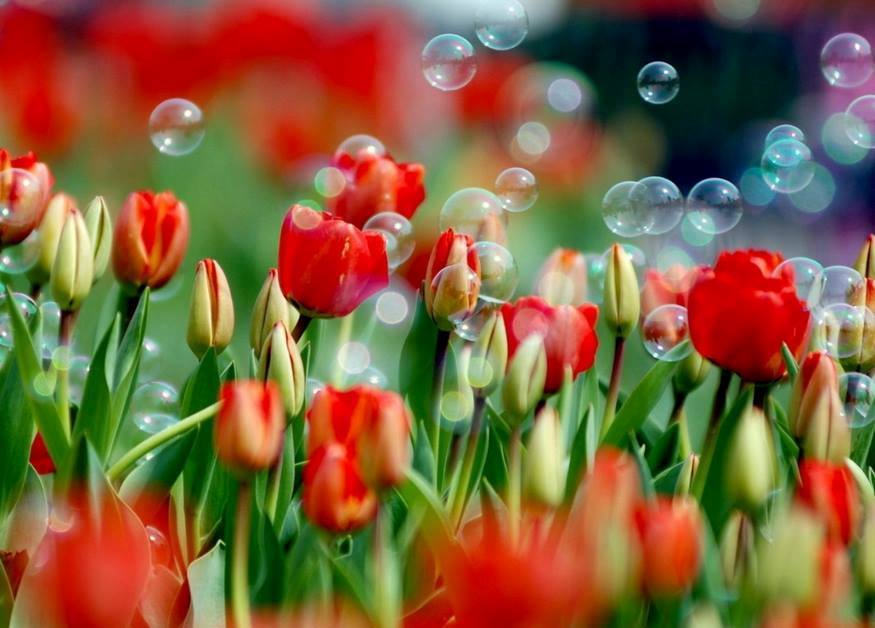 На Певческом поле откроется выставка тюльпанов