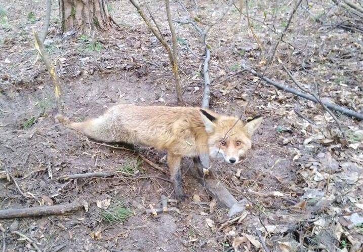 В лесу Киева в браконьерский капкан попала лиса