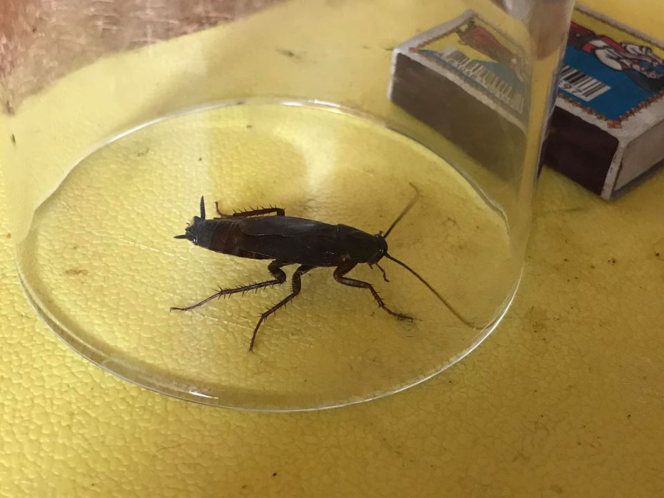 На Русановке в квартире обнаружены редкие насекомые (фото)