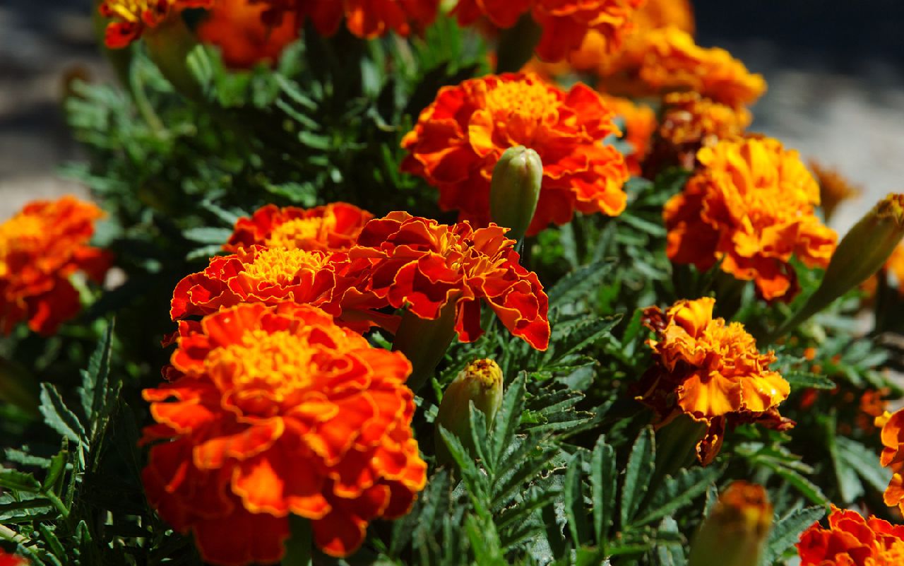 В Киеве повально воруют цветы с клумб (видео)