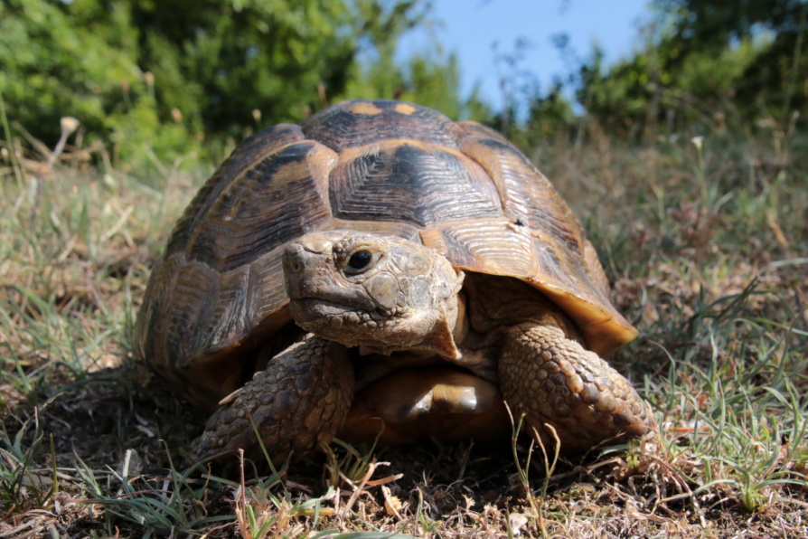 В браконьерские сети под Киевом попала черепаха