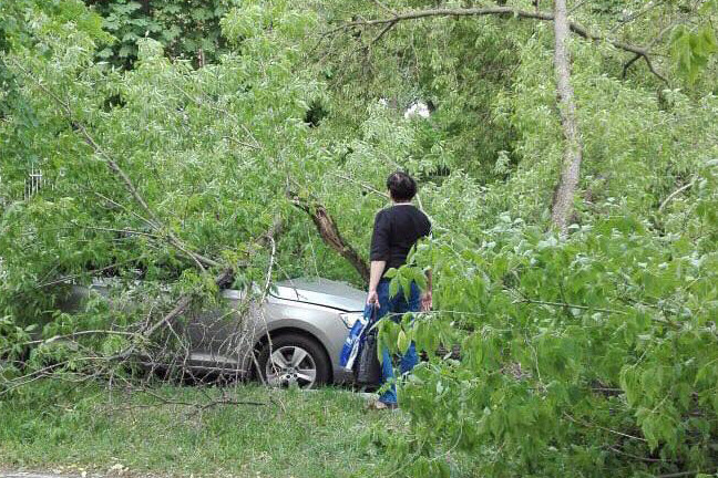 В Киеве дерево упало на автомобиль
