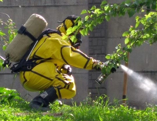 Спасатели вывели рой пчел с территории столичного детсада